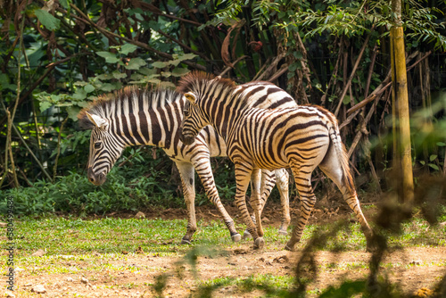 Zebras  subgenus Hippotigris  are African equines with distinctive black-and-white striped coats