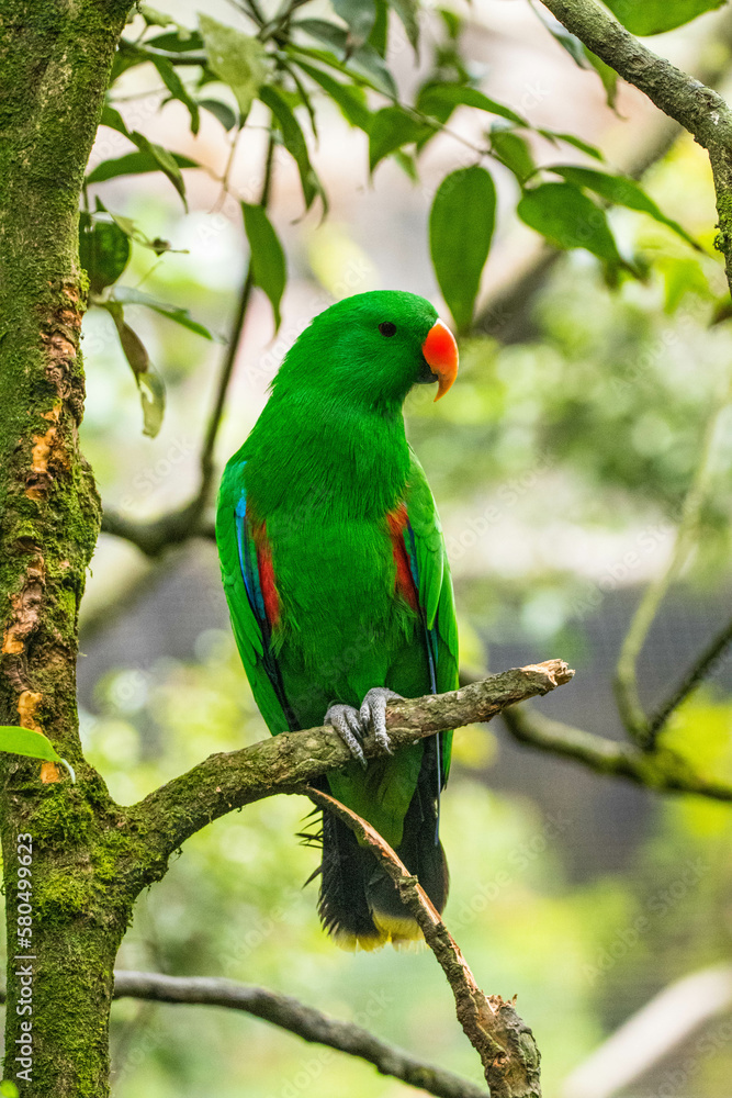 Bayan bird Eclectus is a genus of parrot, the Psittaciformes