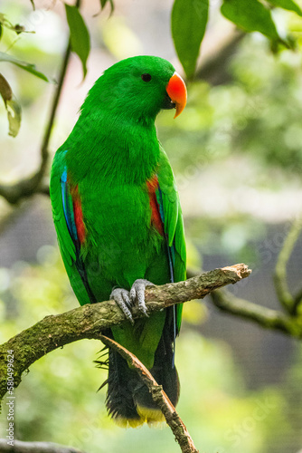 Eclectus is a genus of parrot, the Psittaciformes