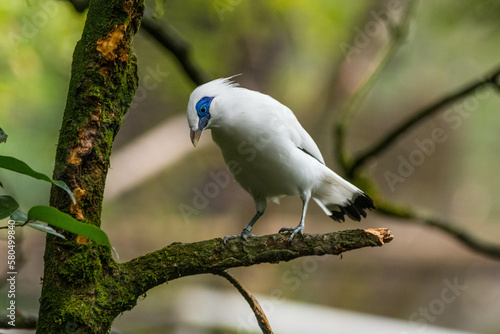 The Bali myna (Leucopsar rothschildi), also known as Rothschild's mynah, Bali starling, or Bali mynah, locally known as jalak Bali photo