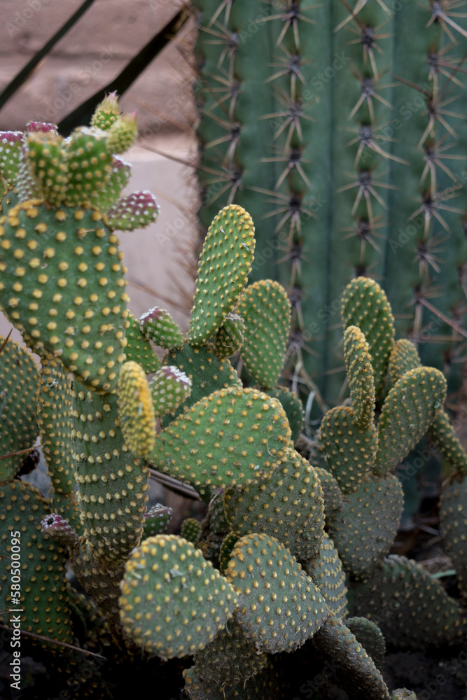 Diseño de un jardín con cactus Diseño de un jardín con cactus