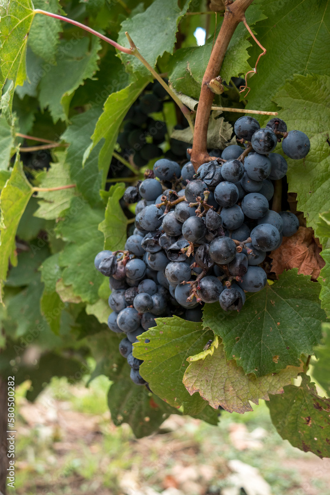 Racimo de uvas en el viñedo