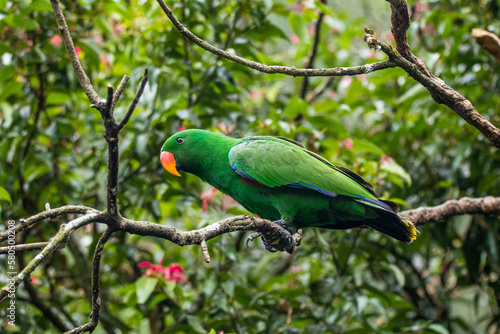 Eclectus is a genus of parrot, the Psittaciformes