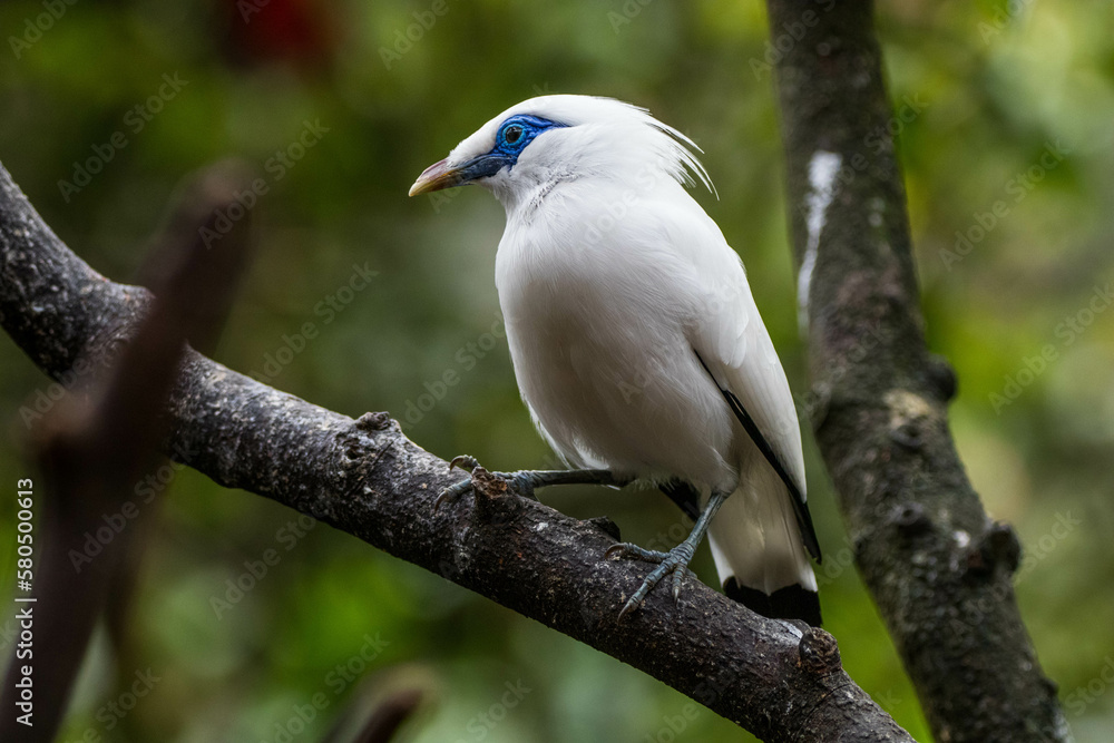 The Bali myna (Leucopsar rothschildi), also known as Rothschild's mynah, Bali starling, or Bali mynah, locally known as jalak Bali The Bali myna (Leucopsar rothschildi), also known as Rothschild's mynah, Bali starling, or Bali mynah, locally known as jalak Bali