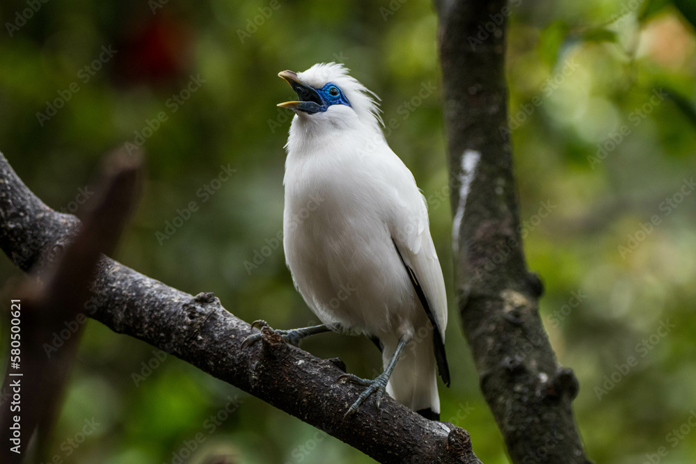 The Bali myna (Leucopsar rothschildi), also known as Rothschild's mynah, Bali starling, or Bali mynah, locally known as jalak Bali The Bali myna (Leucopsar rothschildi), also known as Rothschild's mynah, Bali starling, or Bali mynah, locally known as jalak Bali
