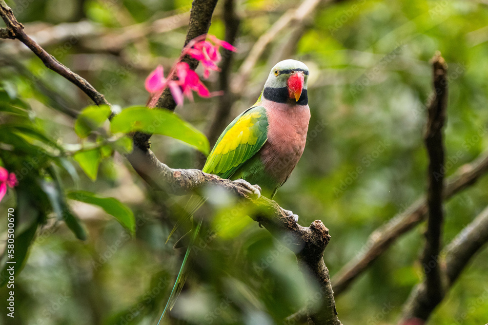 Obraz premium The red-breasted parakeet (Psittacula alexandri) is a parrot native to Southeast Asia