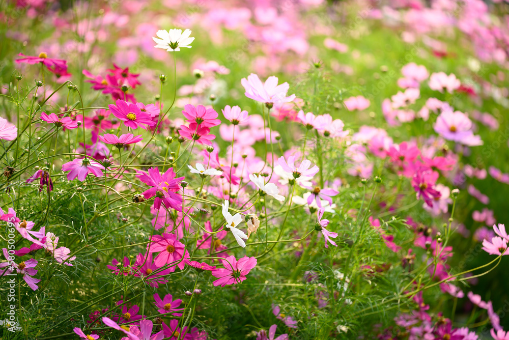 Beautiful cosmos flowers blossom in garden, Flower field in spring season Beautiful cosmos flowers blossom in garden, Flower field in spring season