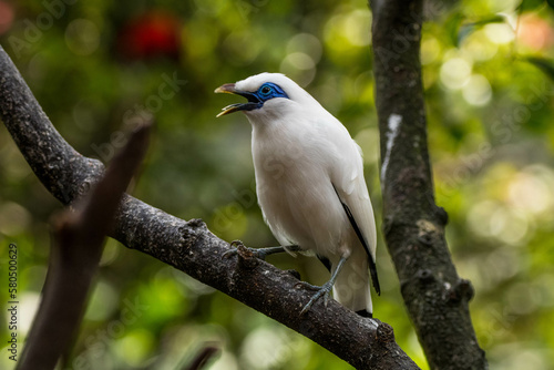 The Bali myna (Leucopsar rothschildi), also known as Rothschild's mynah, Bali starling, or Bali mynah, locally known as jalak Bali © lessysebastian