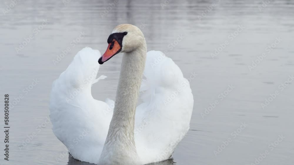 white swan swims in the water with raised wings