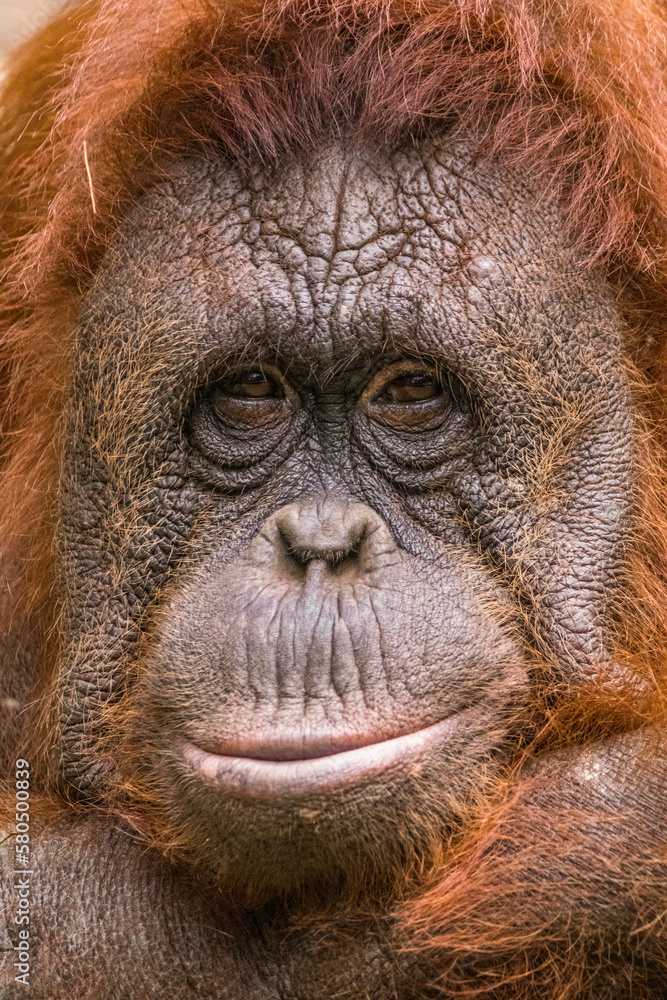 The Sumatran orangutan (Pongo abelii) is one of the three species of orangutans