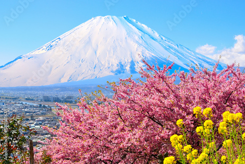 河津桜と富士山（神奈川県・松田町）2