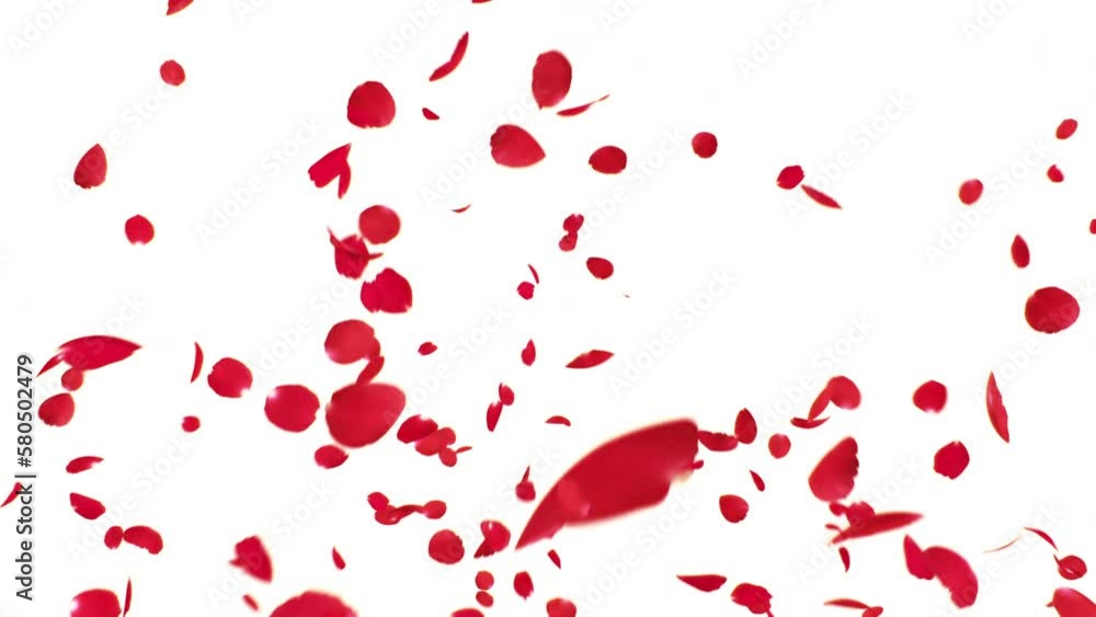 Red Rose Petals Burst on with Background. This work is red rose petals burst on white background. Red Rose Petals Burst on with Background. This work is red rose petals burst on white background.