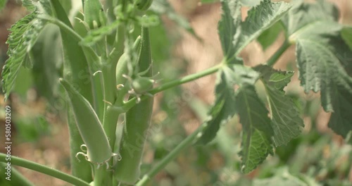 Static close up of green gombo plant with green fruits moving with wind. Abelmoschus esculentus
