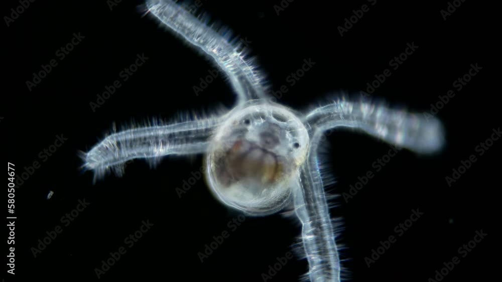 Larva sea snail under a microscope, called veliger, class Gastropoda