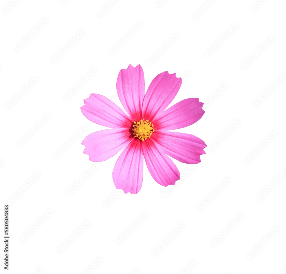 Mexican Diasy or Cosmos flower. Close up small pink flower bouquet isolated on transparent background. Top view pink exotic flower. Mexican Diasy or Cosmos flower. Close up small pink flower bouquet isolated on transparent background. Top view pink exotic flower.