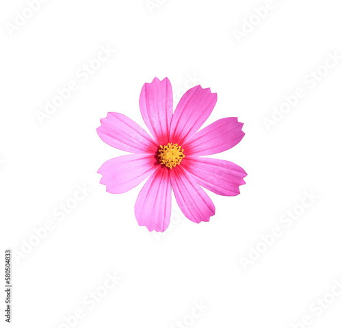 Mexican Diasy or Cosmos flower. Close up small pink flower bouquet isolated on transparent background. Top view pink exotic flower. 