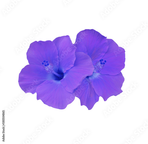 Shoe Flower or Hibiscus or Chinese rose flower. Close up violet hibiscus flower bouquet isolated on transparent background. 
