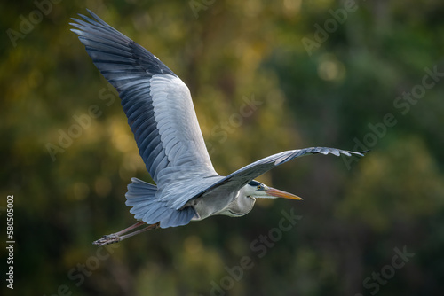 a night heron in flight