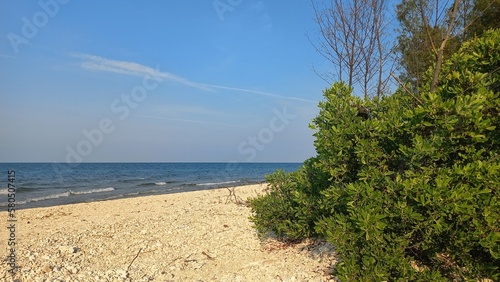 Scenic landscape beach with tropical evergreen tree on the white sand