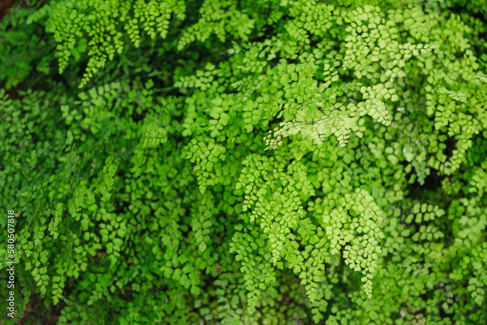 Closeup image of Brittle maidenhair fern or Adiantum tenerum in the garden