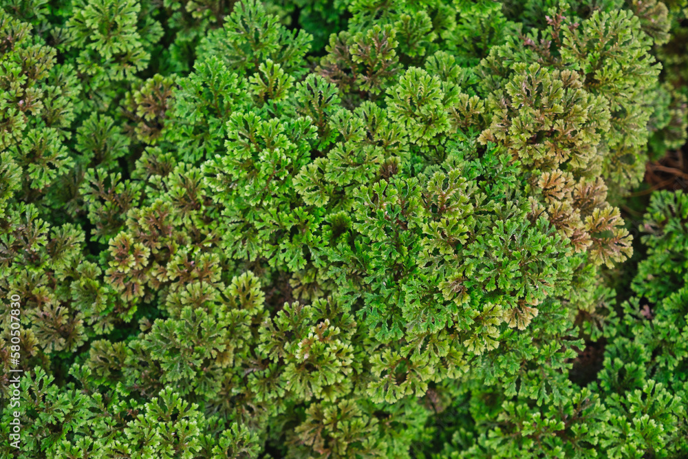 Closeup image of Polyscias fruticosa in the garden Closeup image of Polyscias fruticosa in the garden