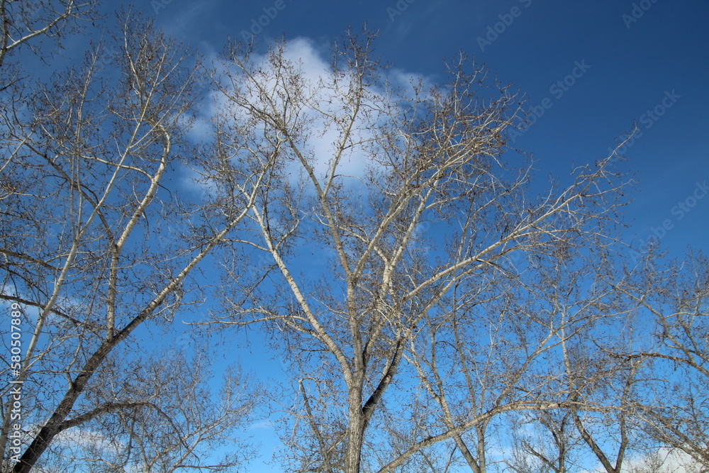 trees and sky, William Hawrelak Park, Edmonton, Alberta trees and sky, William Hawrelak Park, Edmonton, Alberta