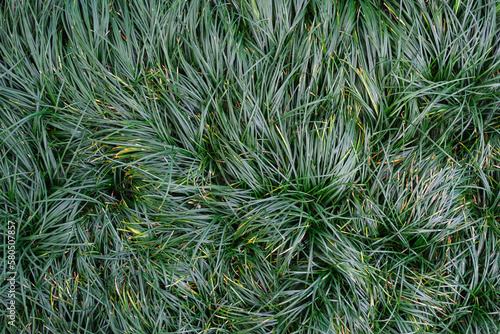 Closeup image of Japanese Ophiopogon Japonicus or Snake beard plants