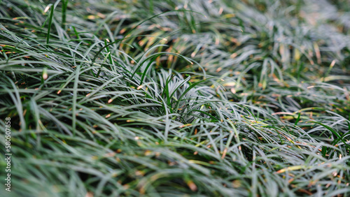 Closeup image of Japanese Ophiopogon Japonicus or Snake beard plants photo
