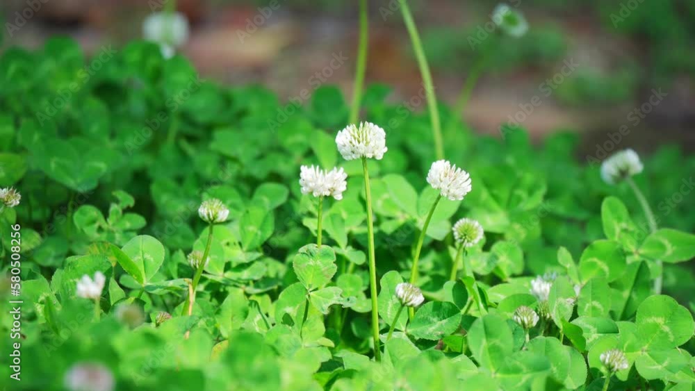 足元の小さなシロツメグサの花 足元の小さなシロツメグサの花