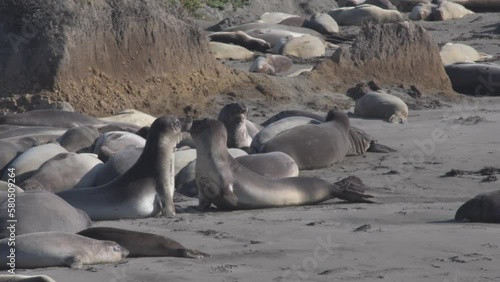Young Elephant seals play fighting in front of adults resting on on the beach in California.