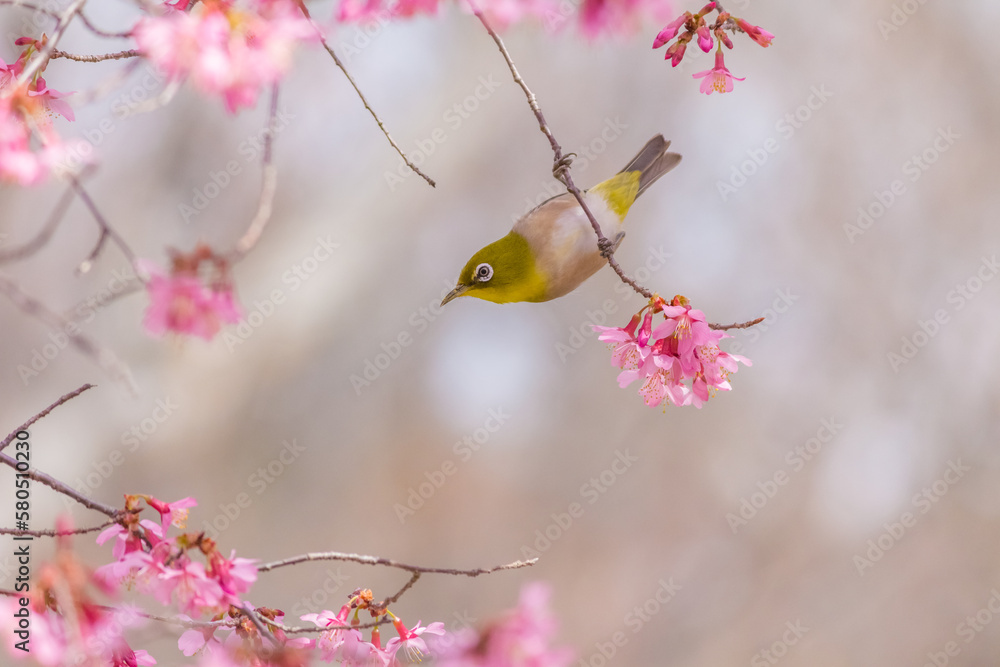 メジロとオカメザクラ