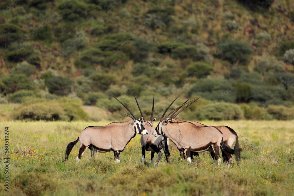 Fototapeta premium Gemsbok antelopes (Oryx gazella) in natural habitat, Mokala National Park, South Africa.