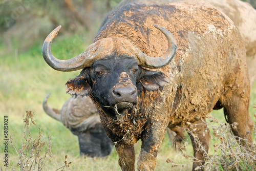 Portrait of an African buffalo  Syncerus caffer  covered in mud  Mokala National Park  South Africa.