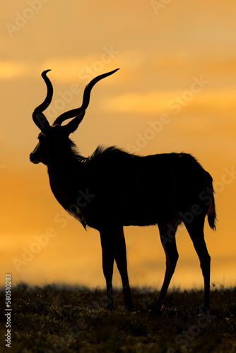 Male kudu antelope (Tragelaphus strepsiceros) silhouetted against an orange sky, South Africa.