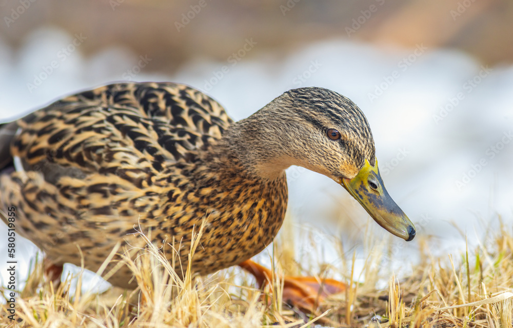 Portrait of female Mallard duck - Anas platyrhynchos Portrait of female Mallard duck - Anas platyrhynchos