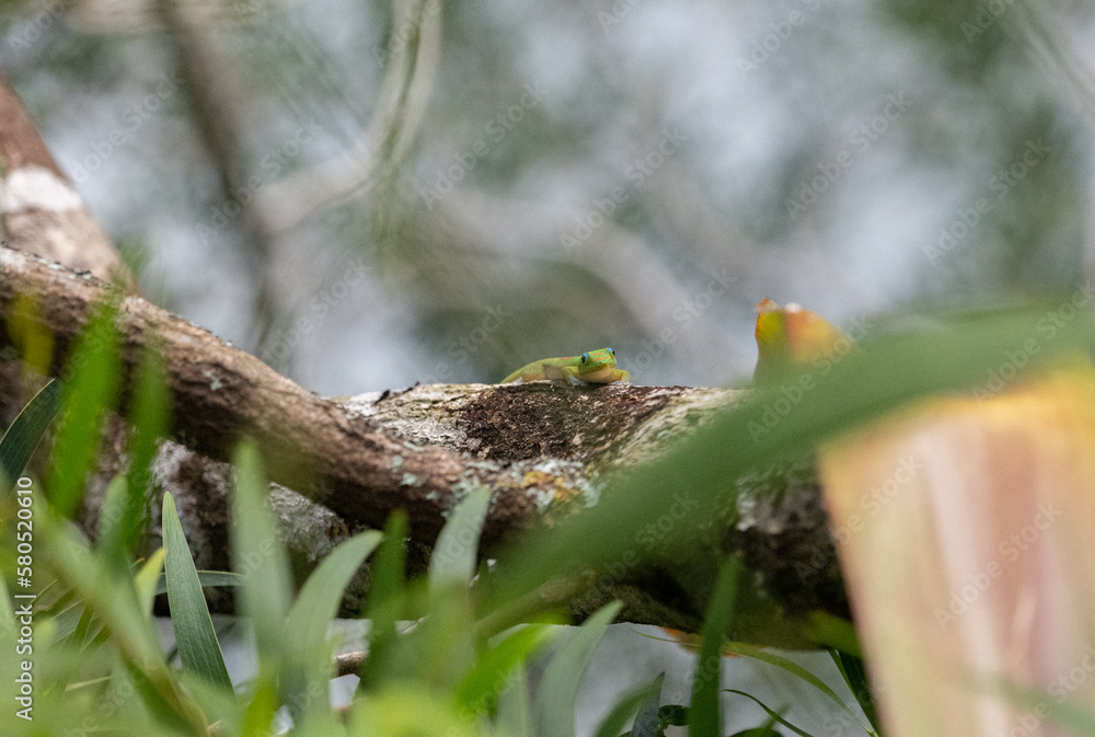 Obraz premium Smiling lizard, Maui.