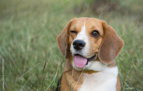 Portrait cute face Beagle dog in  the grass, smiling beagle portrait, happy beagle dog, adorable pet.
