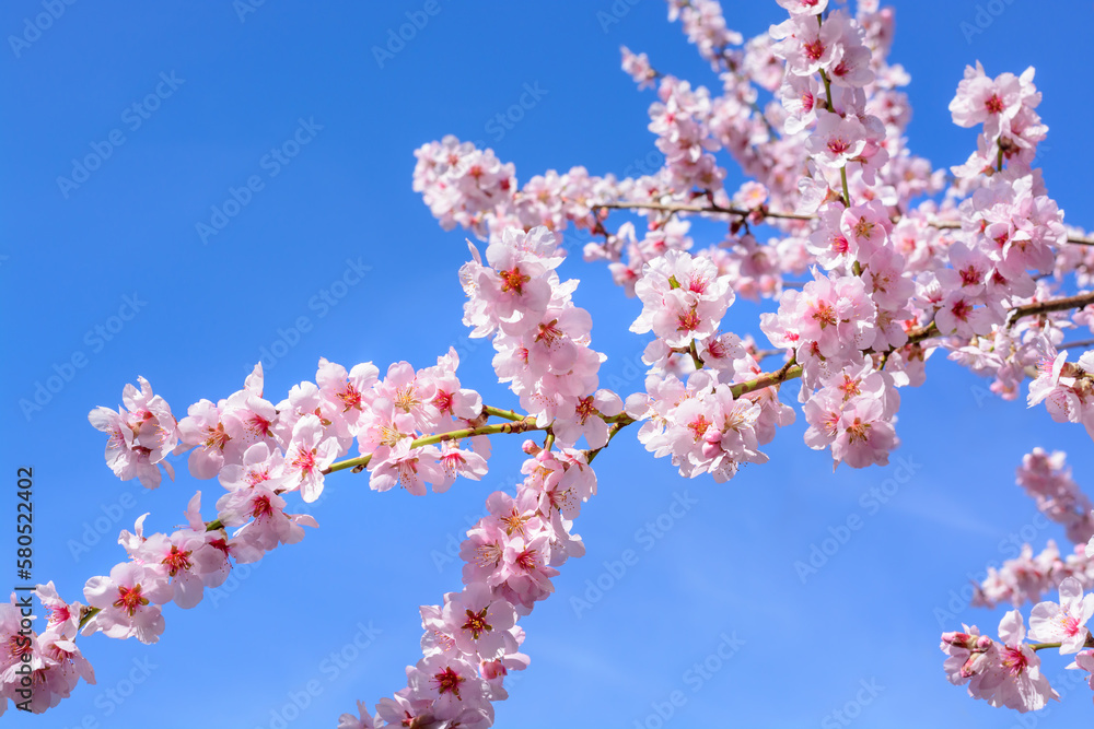 Blossoming cherry branch against the blue sky