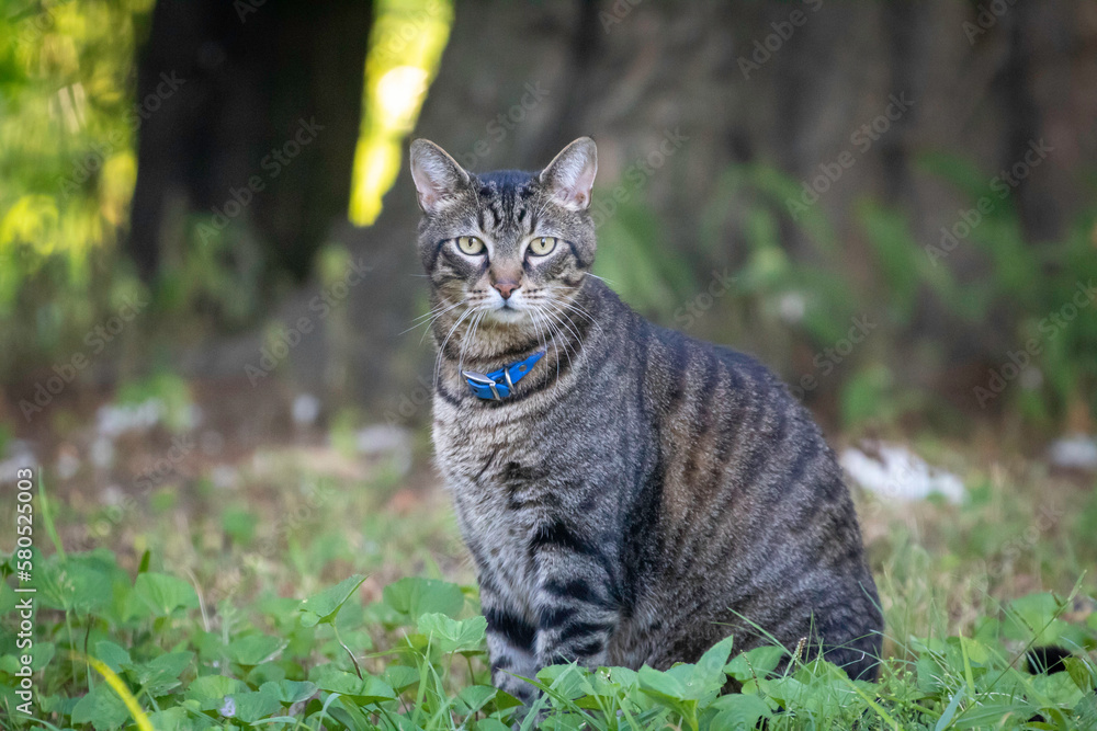 A portrait of a tabby cat on the grass