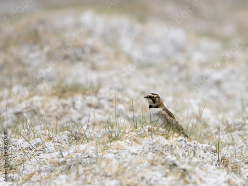 horned lark- Eremophila alpestris bird in himalayan region photo