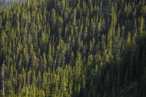 coniferous forest in the mountains. Nature background. 