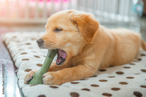 Close-up little cute golden retriever eating and playing the bone stick and ball