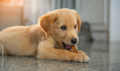 Close-up little cute golden retriever eating and playing the denta stick 