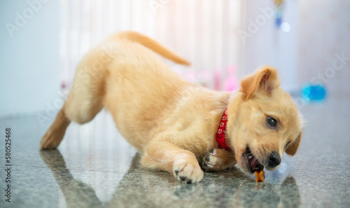 Close-up little cute golden retriever eating and playing the denta stick  photo