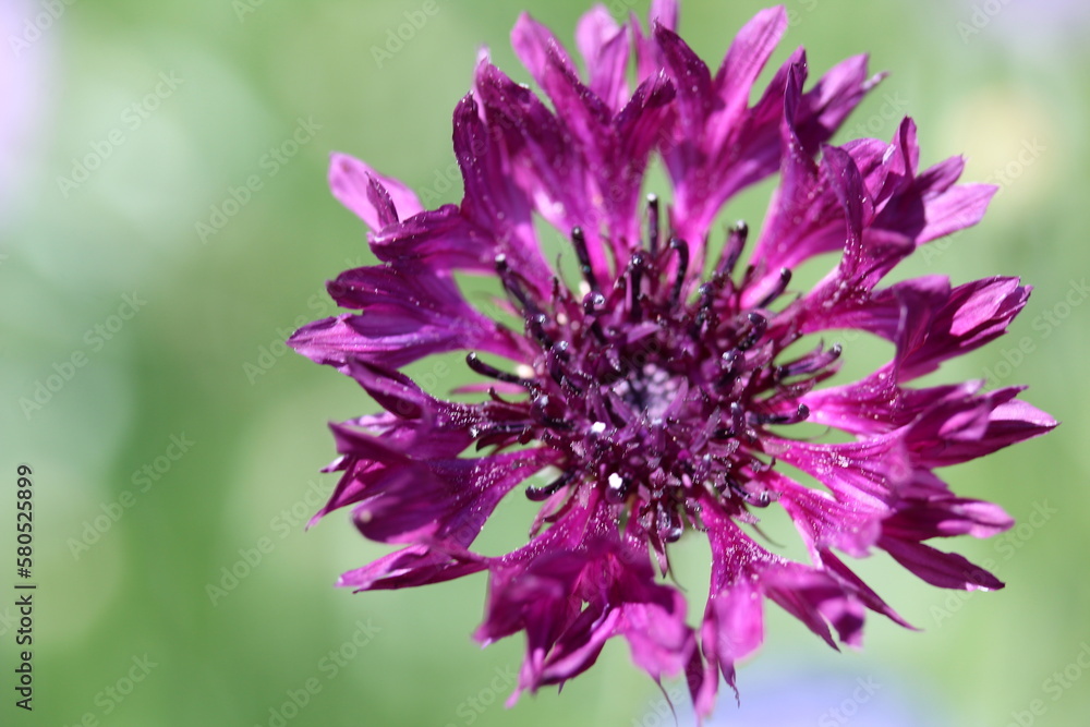 Obraz premium Purple Flower