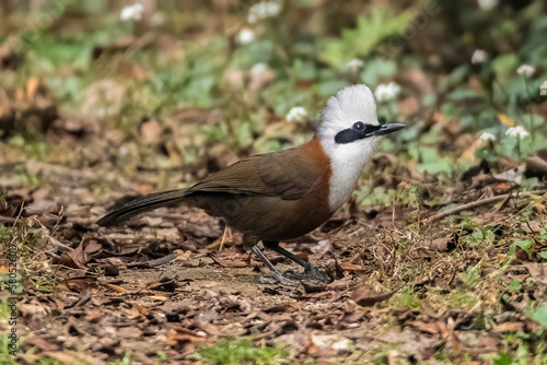 white crested laughingthrush