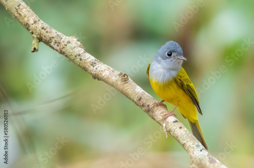 Fotografie Gray headed canary flycatcher