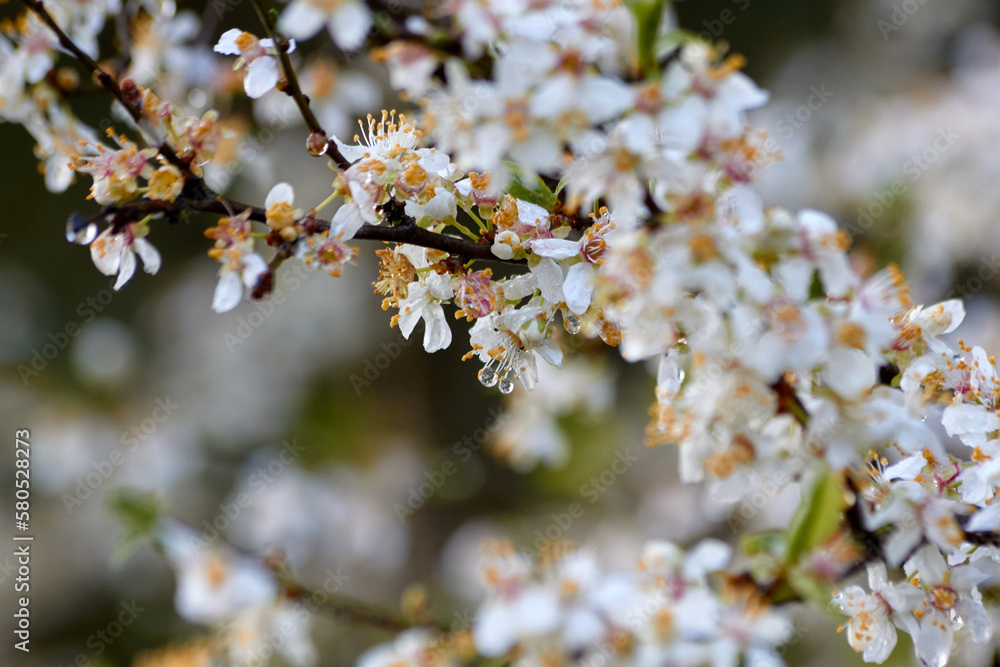 Fototapeta premium Raindrops on White Cherry Blossoms