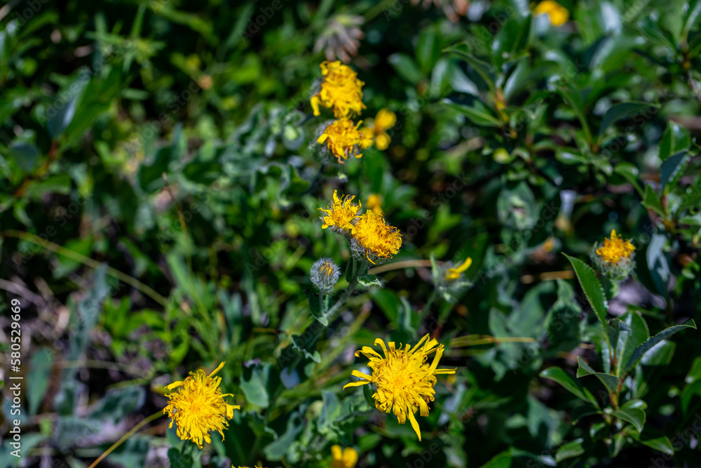 Hieracium villosum flower growing in mountains Hieracium villosum flower growing in mountains