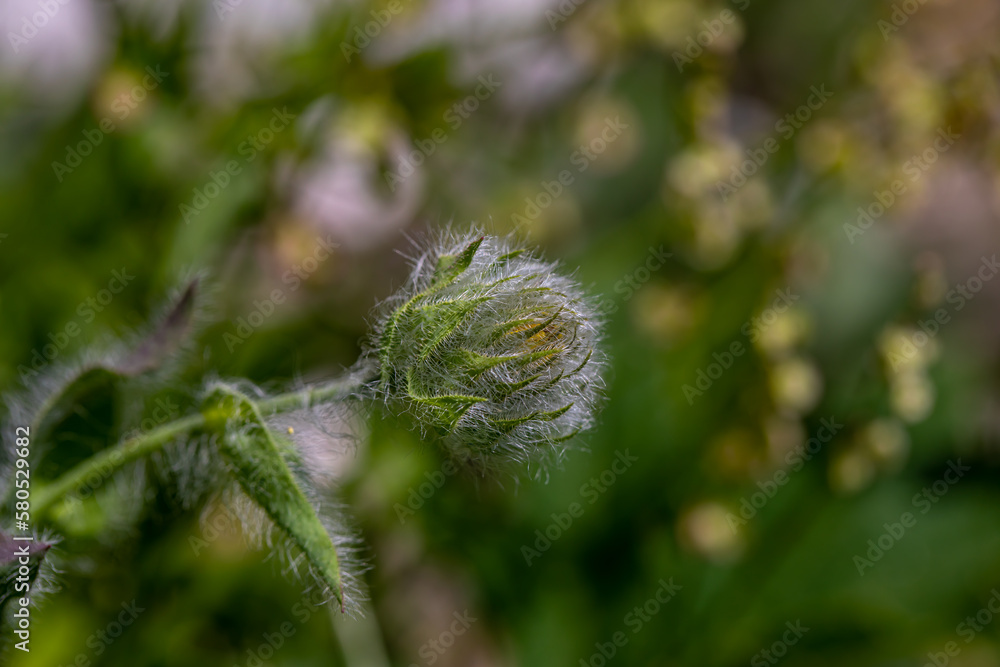 Obraz premium Hieracium villosum flower growing in mountains 